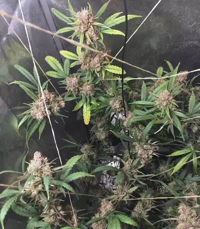 Northern Lights #5 X Haze (Sensi Seeds) Cannabis-Samen