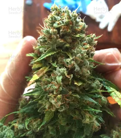 Outdoor Hurricane (Kera Seeds) Cannabis-Samen