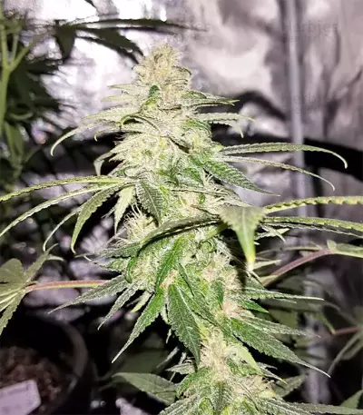 Panama Haze (Ace Seeds) Cannabis-Samen