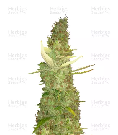 Purple Haze (G13 Labs) Cannabis-Samen