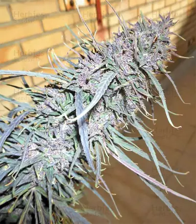 Purple Haze x Malawi Regular (Ace Seeds) Cannabis-Samen