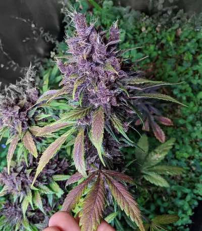 Purple Lemonade Auto feminisierte Samen (Fast Buds)