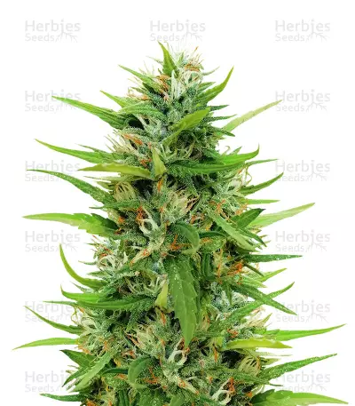 Sapphire Scout (Humboldt Seeds) Cannabis-Samen
