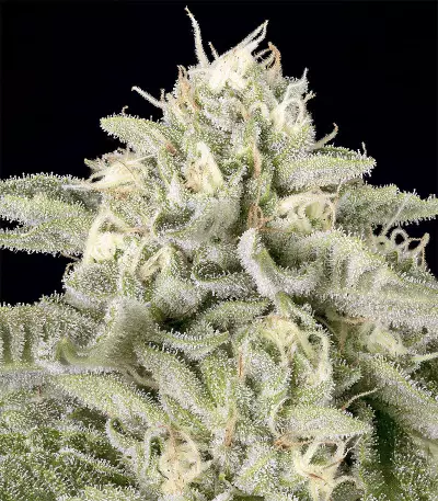 Skywalka Cookies (Big Head Seeds) Cannabis-Samen
