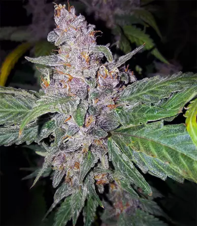 Strawberry Nuggets Auto (Mephisto Genetics) Cannabis-Samen
