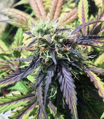 Thin Mint Crack Autoflower (Seedstockers) Cannabis-Samen