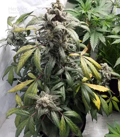 Toof Decay Auto (Mephisto Genetics) Cannabis-Samen