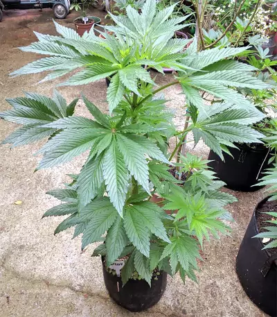 Violeta Regular (Ace Seeds) Cannabis-Samen