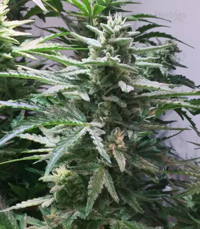 Walter White Auto (Mephisto Genetics) Cannabis-Samen