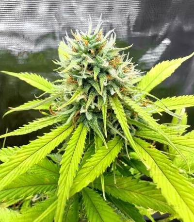 Apple Strudel Auto feminisierte Samen (Fast Buds)