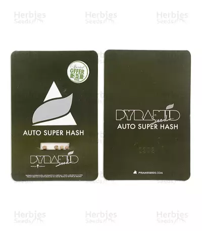 Auto Super Hash (Pyramid Seeds) Cannabis-Samen