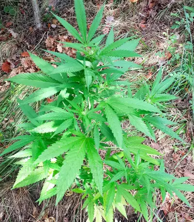 Auto White Widow CBD (Pyramid Seeds) Cannabis-Samen