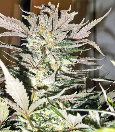 Blue Cheese Automatic strain