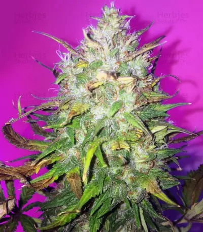 Bruce Banner Auto (Cali Buds Seeds) Cannabis-Samen