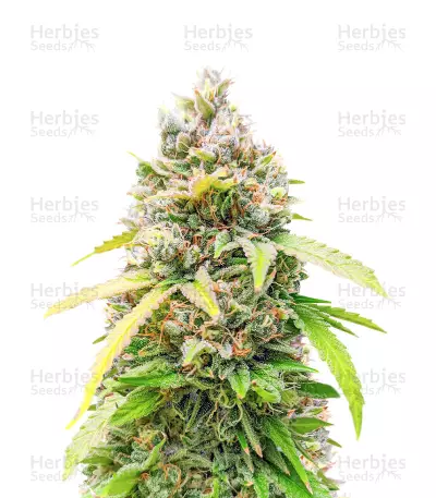 Bruce Banner Fast Version feminisierte Samen (EGS)