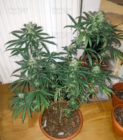 Buddha Haze (Big Buddha Seeds) Cannabis-Samen