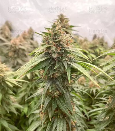 Californian Gold (Paradise Seeds) Cannabis-Samen