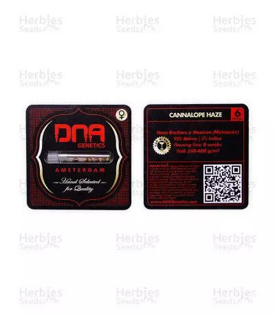 Canalope Haze (DNA Genetics)