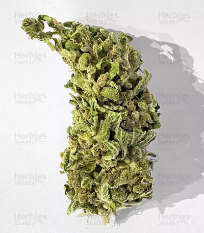 Cherry Pie (Female Seeds)