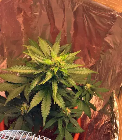 Cream Caramel Auto (Sweet Seeds) Cannabis-Samen
