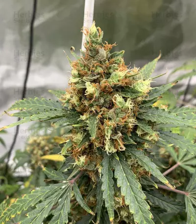 Auto Critical Orange Punch Feminized (Dutch Passion)
