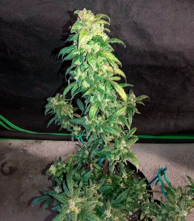 Fruit Punch Auto feminisiertes Saatgut (Heavyweight Seeds)