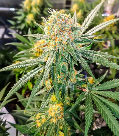 Gummy Skunk Fast Version feminisierte Samen (EGS)