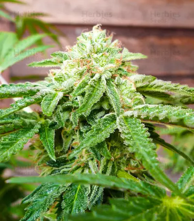Hero Cookies feminisierte Samen (AlphaFem Seeds)