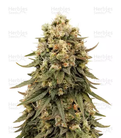 Jack Herer (Blackskull Seeds) Cannabis-Samen