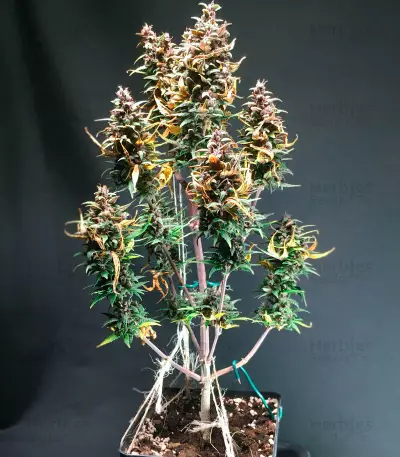 LSD-25 Auto feminisierte Samen