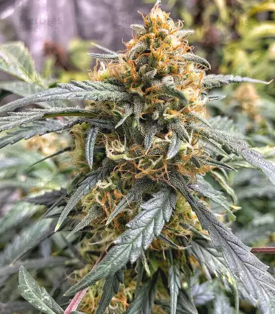 Original Auto Northern Lights (Fast Buds) Cannabis-Samen