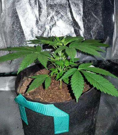 Passion #1 (Dutch Passion) Cannabis-Samen