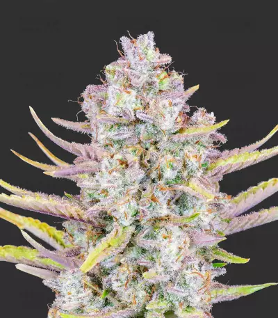 Purple Punch Auto feminisierte Samen (Fast Buds)