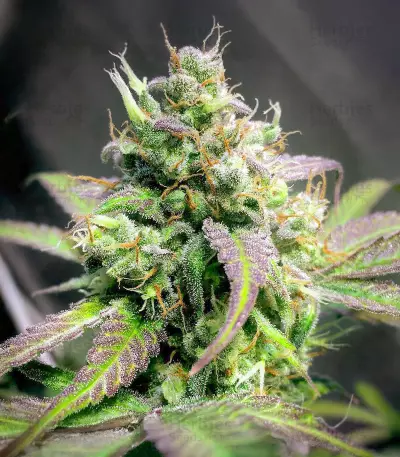 Purple Stilton Auto (Auto Seeds) Cannabis-Samen