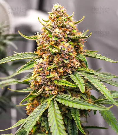 Runtz Autoflower feminisierte Samen (EGS)