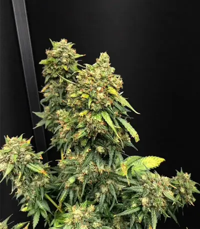 Auto White Widow XXL (00 Seeds)