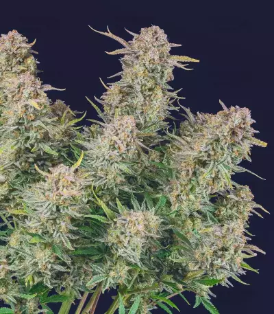 Bruce Banner Auto feminisierte Samen (Fast Buds)