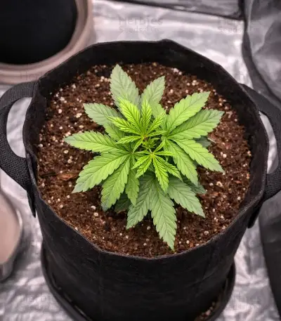 Critical Mass Fast (Advanced Seeds)