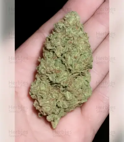 Hella Jelly (Humboldt Seed Company)