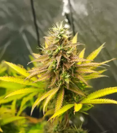 Humboldt Headband Autoflower feminisierte Samen (Humboldt Seed Company)