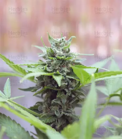 Orange Sherbet Auto feminisierte Samen (Fast Buds)
