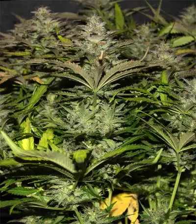 Original Auto Cheese (Fast Buds) Cannabis-Samen