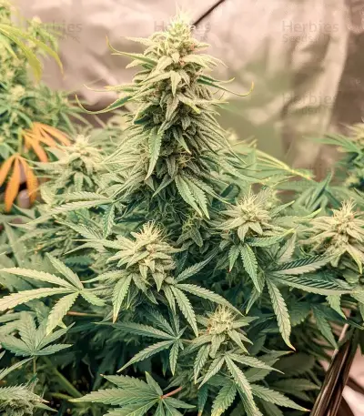 SkullRyder Auto (Blackskull Seeds) Cannabis-Samen