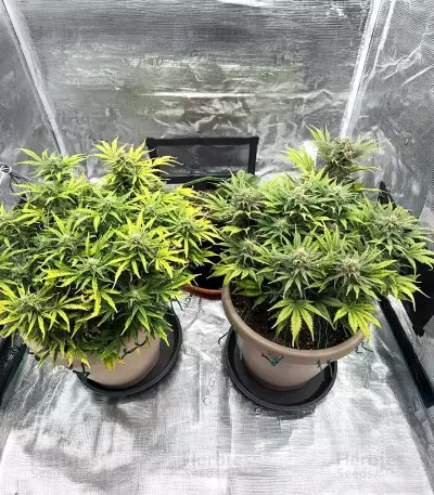 Special Queen 1 Auto feminisierte Samen (Royal Queen Seeds)
