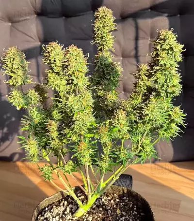 Vanilla Latte Autoflower feminisierte Samen (Humboldt Seed Company)