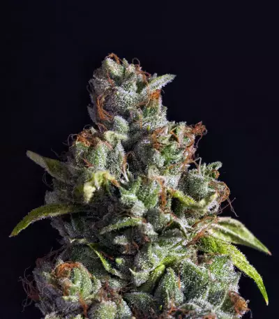 Venice Beach Afghan (Kera Seeds) Cannabis-Samen
