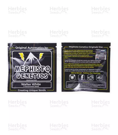 Walter White Auto (Mephisto Genetics) Cannabis-Samen