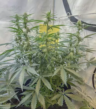 Watermelon Z Auto Samen feminisiert (Barney's Farm)