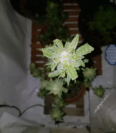 Amphetamine Auto (Cream of the Crop Seeds) Cannabis-Samen