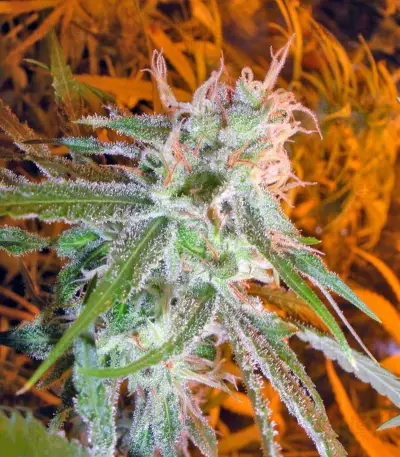 Lemon Skunk (GHS) Cannabis-Samen